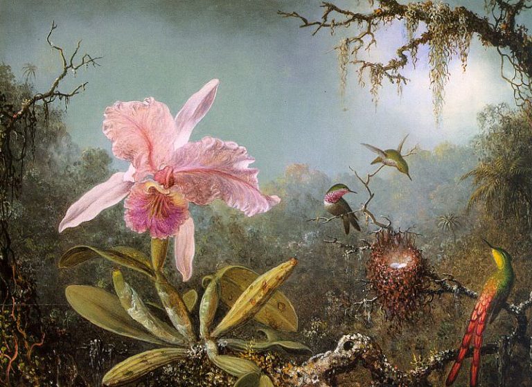 Lire la suite à propos de l’article Orchidée cattleya et trois colibris – Martin Johnson Heade